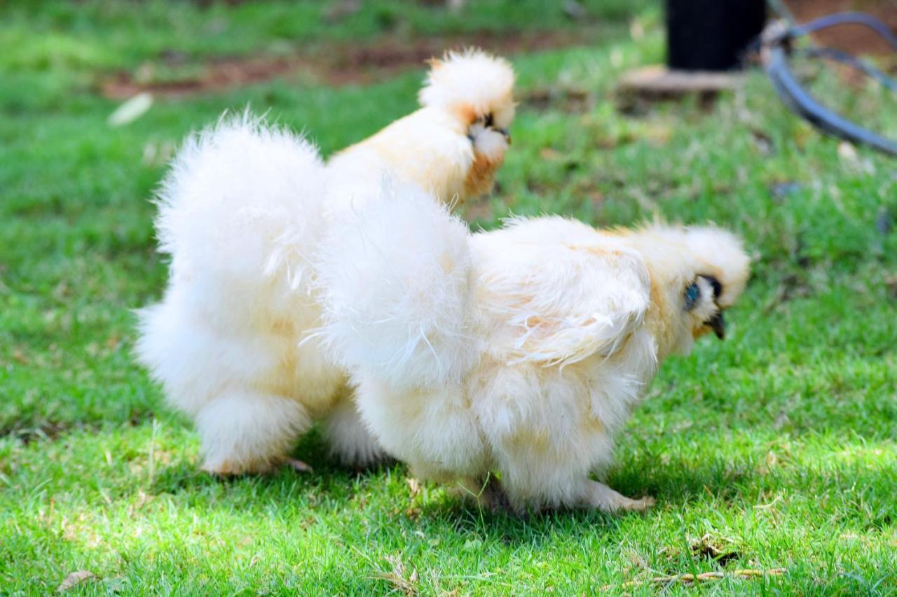 Manas Resort With Petting Zoo, Igatpuri Luaran gambar